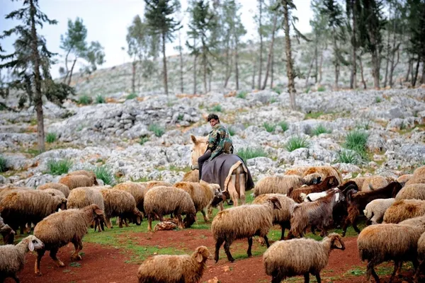 یک چوپان سوری در حومه حلب، جنگ دیگر بخشی از زندگی سوری ها شده است و حتی چنان که می بینیم چوپان یکی از مناطق دور افتاده هم اورکتی نظامی به تن دارد که معلوم نیست آن را از پیکر یکی از کشته ها درآورده است یا خودش جنگجویی است که چوپانی هم می کند.
Bulent Kilic / AFP - Getty Images
