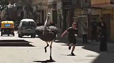 فرار بامزه یک شترمرغ در خیابان