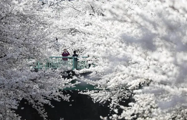 شکوفه های بسیار زیبای درختان گیلاس در ژاپن / TORU HANAI / REUTERS
