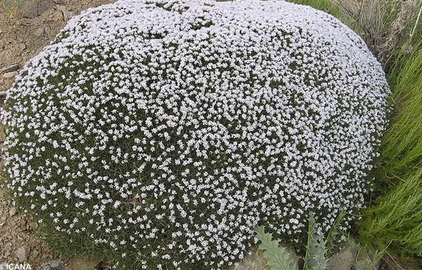 گون های روستای زالی