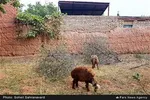تابناک