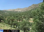 تابناک
