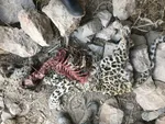 پلنگ بالغ / کشف لاشه: 20 بهمن در پارک ملی توران