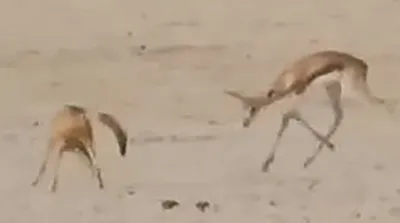 اشتباه مهلک غزال در برابر شغال؛ مبارزه به جای فرار!