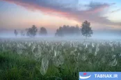 برندگان مسابقه عکاسی ۲۰۲۵ انجمن عکاسان طبیعت آلمان