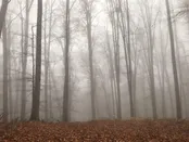جنگل راش سنگده مازندران