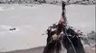 شیوه جالب انتقال بزها توسط عشایر ایران