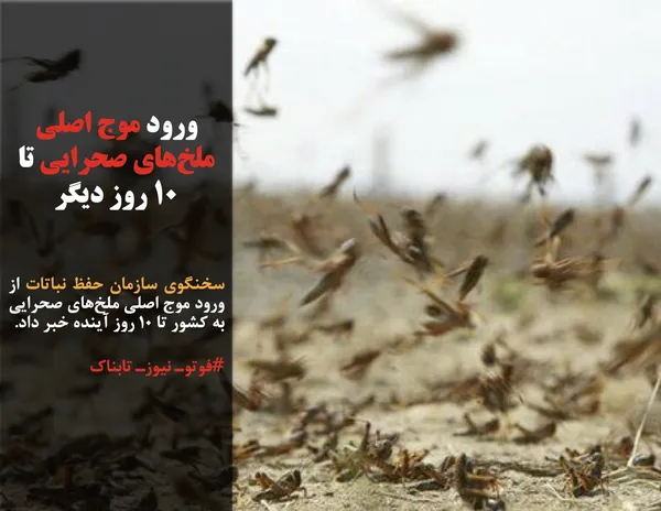 سخنگوی سازمان حفظ نباتات از ورود موج اصلی ملخ&zwnj;های صحرایی به کشور تا ۱۰ روز آینده خبر داد.
