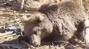 پذیرایی از خرس گرفتار در تله کشاورزان مازندرانی با آب و عسل