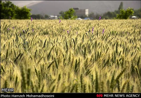 مزرعه گندم