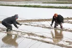 بانوی شالیکار