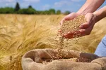 سه مهلت قانونی، سه بار نقض؛ گندمکار در بلاتکلیفی کامل!