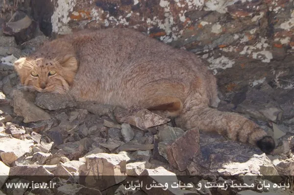 تابناک