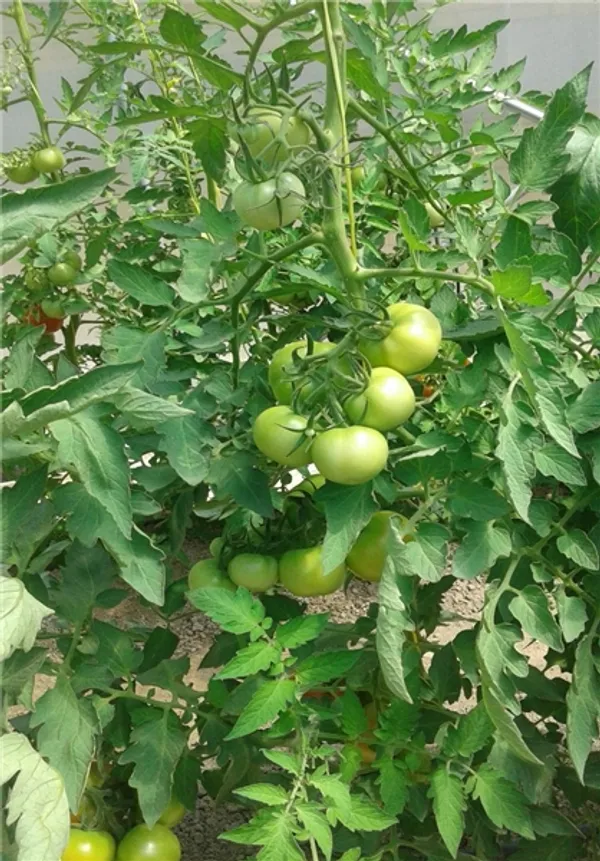 کار آفرین کشاورزی 