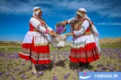 عکس: برداشت زعفران - فاروج