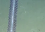 تابناک