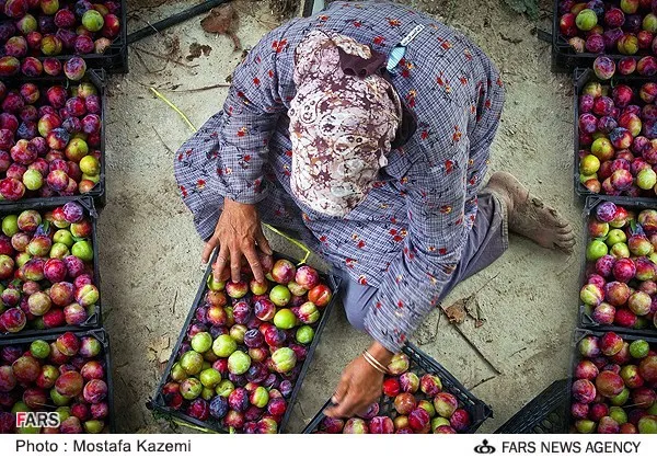 بسته&zwnj;بندی میوه به دست زن روستایی