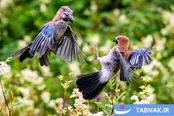 چشم‌اندازهای شگفت‌انگیز طبیعت:برترین لحظات حیات‌وحش در هفته‌ای که گذشت