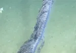 تابناک