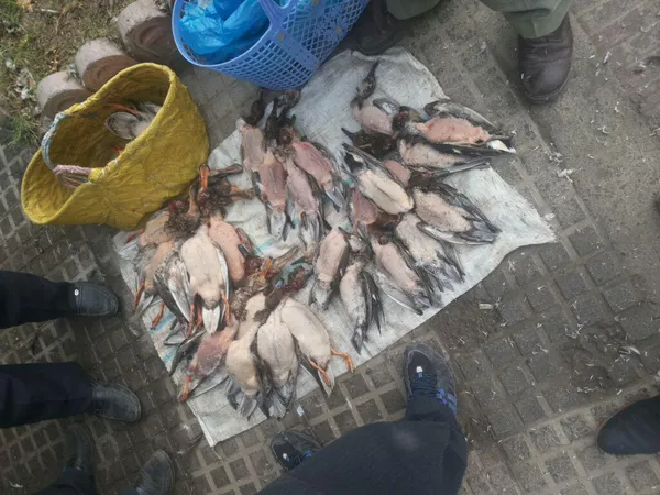 تابناک