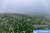 دشت رویایی بابونه‌ها