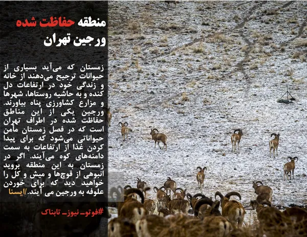 زمستان که می&zwnj;آید بسیاری از حیوانات ترجیح می&zwnj;دهند از خانه و زندگی خود در ارتفاعات دل کنده و به حاشیه روستاها، شهرها و مزارع کشاورزی پناه بیاورند. ورجین یکی از این مناطق حفاظت شده در اطراف تهران است که در فصل زمستان مأمن حیواناتی می&zwnj;شود که برای پیدا کردن غذا از ارتفاعات به سمت دامنه&zwnj;های کوه می&zwnj;آیند. اگر در زمستان به این منطقه بروید انبوهی از قوچ&zwnj;ها و میش و کل را خواهید دید که برای خوردن علوفه به ورجین می آیند./ایسنا
