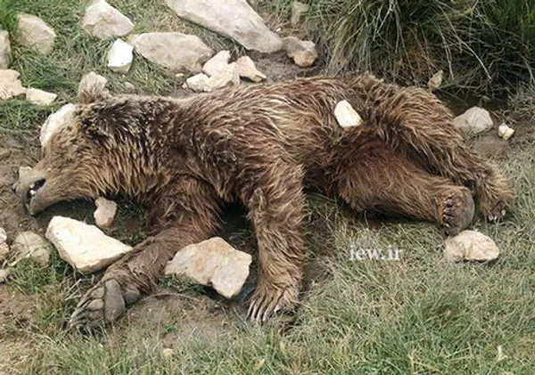 سنگ&zwnj;های اصابت کرده به سر و بدن خرس مجروح
در اطراف و روی لاشه مشخص است