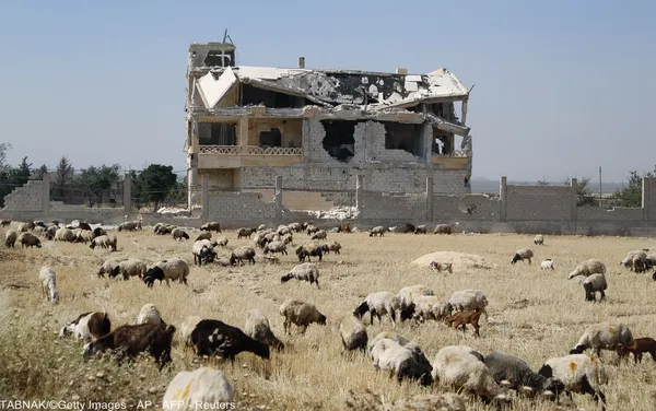 گوسفندان در حال چرا در یک مزرعه نیمه ویران در حلب سوریه