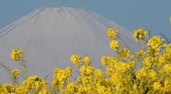 قله پوشیده از برف و زیبای فوجی یاما در ژاپن و شکوفه های بهاری در مراتع استان کاناگاوا.
