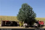 تابناک