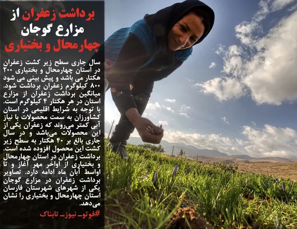 سال جاری سطح زیر کشت زعفران در استان چهارمحال و بختیاری 200 هکتار می باشد و پیش بینی می شود 800 کیلوگرم زعفران برداشت شود. میانگین برداشت زعفران از مزارع استان در هر هکتار ۴ کیلوگرم است. با توجه به شرایط اقلیمی در استان کشاورزان به سمت محصولات با نیاز آبی کمتر می&zwnj;روند که زعفران یکی از این محصولات می&zwnj;باشد و در سال جاری بالغ بر 40 هکتار به سطح زیر کشت این محصول افزوده شده است. برداشت زعفران در استان چهارمحال و بختیاری از اواخر مهر آغاز و تا اواسط آبان ماه ادامه دارد. تصاویر برداشت زعفران در مزارع گوجان یکی از شهرهای شهرستان فارسان استان چهارمحال و بختیاری را نشان می&zwnj;دهد.
