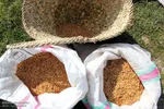 بانوی شالیکار