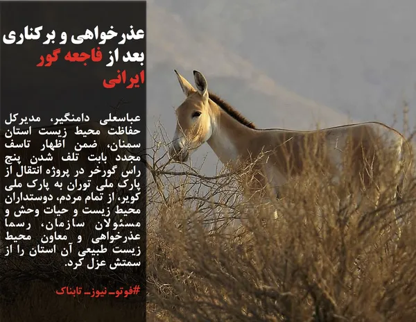 عباسعلی دامنگیر، مدیرکل حفاظت محیط زیست استان سمنان، ضمن اظهار تاسف مجدد بابت تلف شدن پنج راس گورخر در پروژه انتقال از پارک ملی توران به پارک ملی کویر، از تمام مردم، دوستداران محیط زیست و حیات وحش و مسئولان سازمان، رسما عذرخواهی و معاون محیط زیست طبیعی آن استان را از سمتش عزل کرد.
