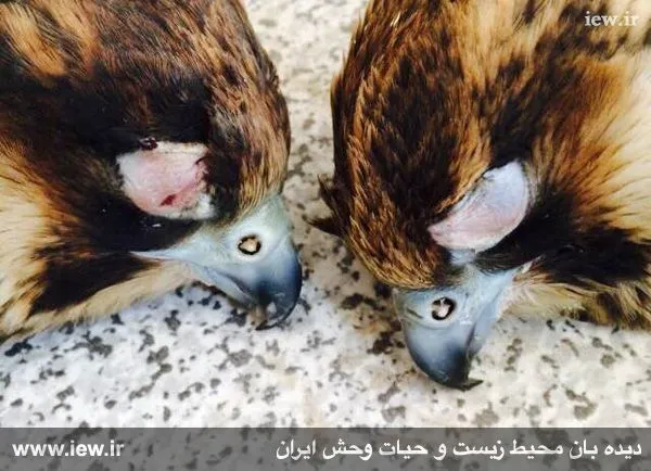 تابناک .