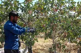 عکس: آغاز برداشت پسته در خراسان شمالی