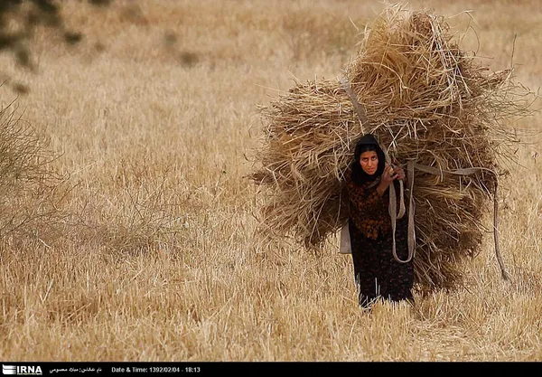 برداشت گندم و جو در مزارع شهرستان&zwnj;های لالی و اندیکا واقع در شمال شرق خوزستان که از هفته پایان فروردین آغاز شده، تا پایان خرداد ادامه خواهد داشت.