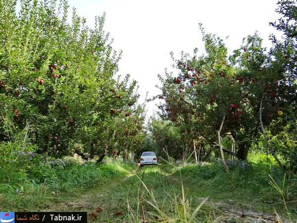 تابناک