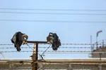 تابناک