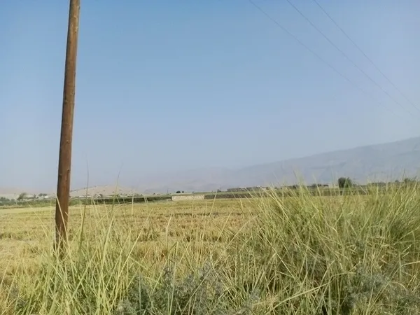 شالیزار