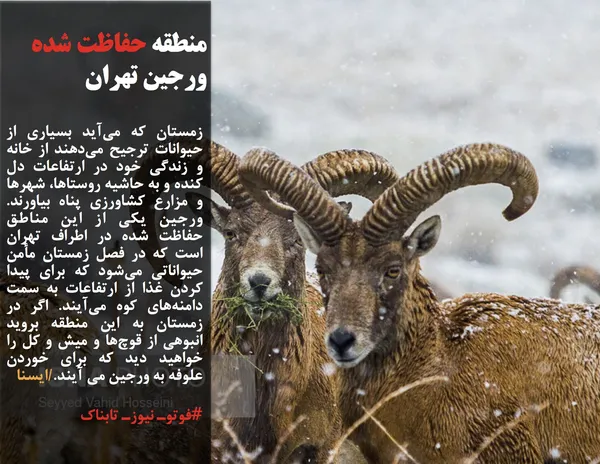 زمستان که می&zwnj;آید بسیاری از حیوانات ترجیح می&zwnj;دهند از خانه و زندگی خود در ارتفاعات دل کنده و به حاشیه روستاها، شهرها و مزارع کشاورزی پناه بیاورند. ورجین یکی از این مناطق حفاظت شده در اطراف تهران است که در فصل زمستان مأمن حیواناتی می&zwnj;شود که برای پیدا کردن غذا از ارتفاعات به سمت دامنه&zwnj;های کوه می&zwnj;آیند. اگر در زمستان به این منطقه بروید انبوهی از قوچ&zwnj;ها و میش و کل را خواهید دید که برای خوردن علوفه به ورجین می آیند./ایسنا

