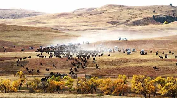 گله بوفالوها در داکوتای جنوبی