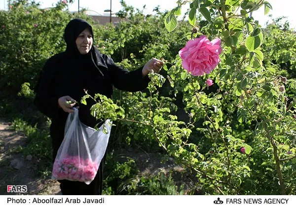 جمع آوری گل&zwnj;های محمدی برای تهیه گلاب از باغ گل در ورامین