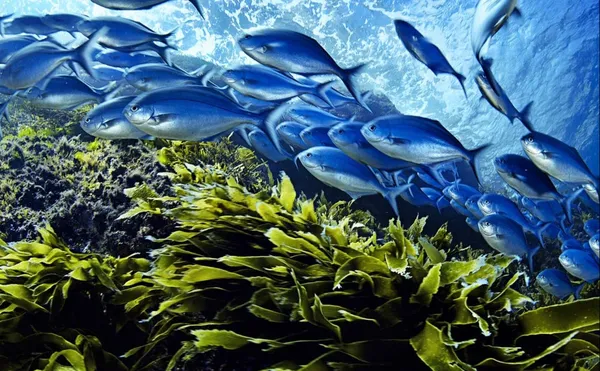 این گروه از ماهی&zwnj;ها در آب&zwnj;های شرقی نیوزیلند و در نزدیکی مجموعه جزایر Poor Knights Islands عکاسی شده&zwnj;اند.