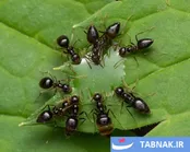 عکس: برندگان مسابقه 2026 انجمن عکاسی طبیعت آمریکای شمالی