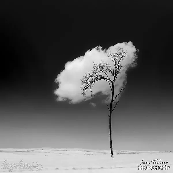 برگ درخت