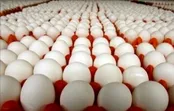 قیمت جدید تخم‌مرغ + جزئیات