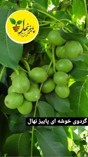   با کاشت نهال گردو، یک درآمد میلیاردی مطمئن داشته باشید!