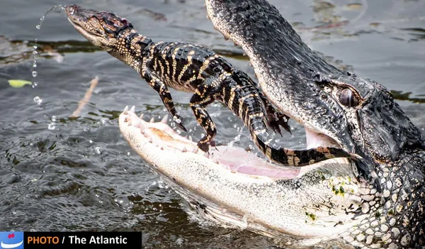 Steve Scherer/National Geographic Photo Contest
