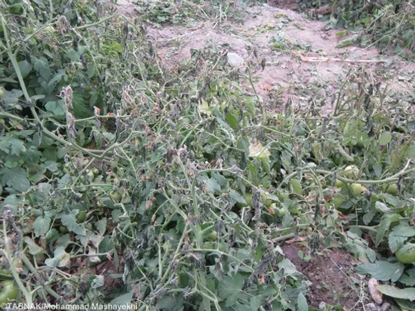سرما زدگی و از بین رفتن گوجه فرنگی
