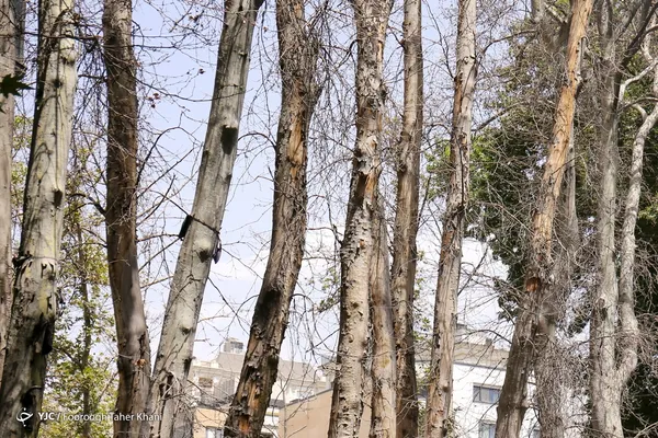 درختان